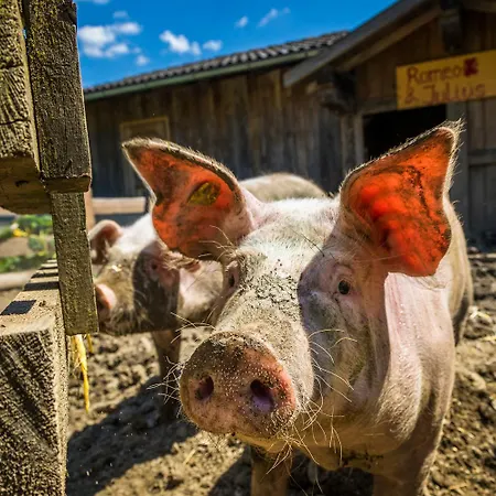 Unterlehengut * Flachau