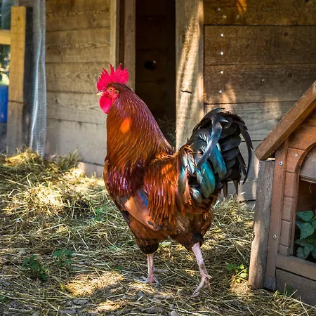 Bauernhof Unterlehengut *