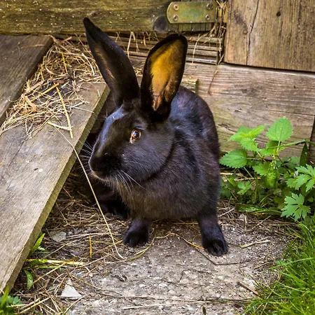 Unterlehengut Flachau
