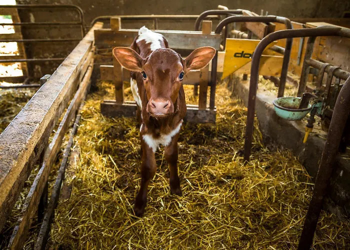 Unterlehengut Séjour à la ferme
