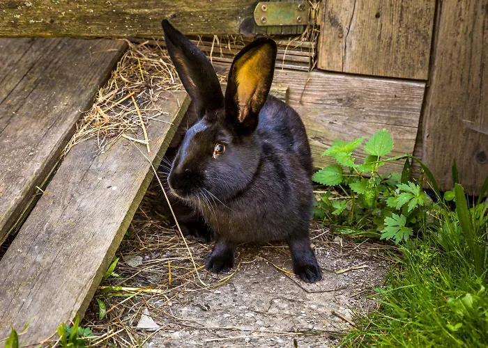 Unterlehengut Flachau